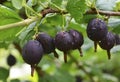 Jostaberry Ribes Ãâ nidigrolaria hybrid of a black currant and gooseberry in the garden. Branch with ripe berries Royalty Free Stock Photo